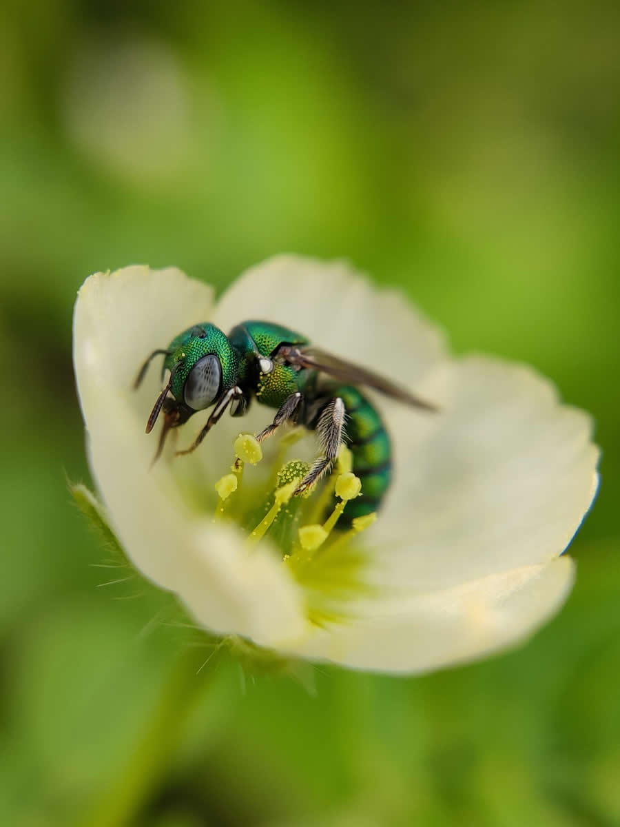 2024 Royal Entomological Society Photography Contest Winners