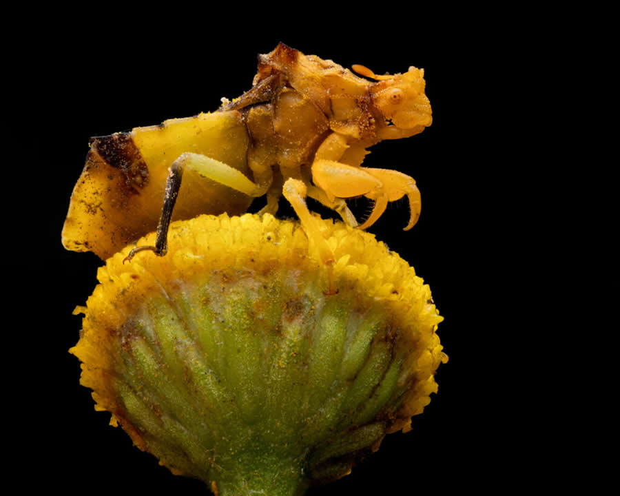 2024 Royal Entomological Society Photography Contest Winners