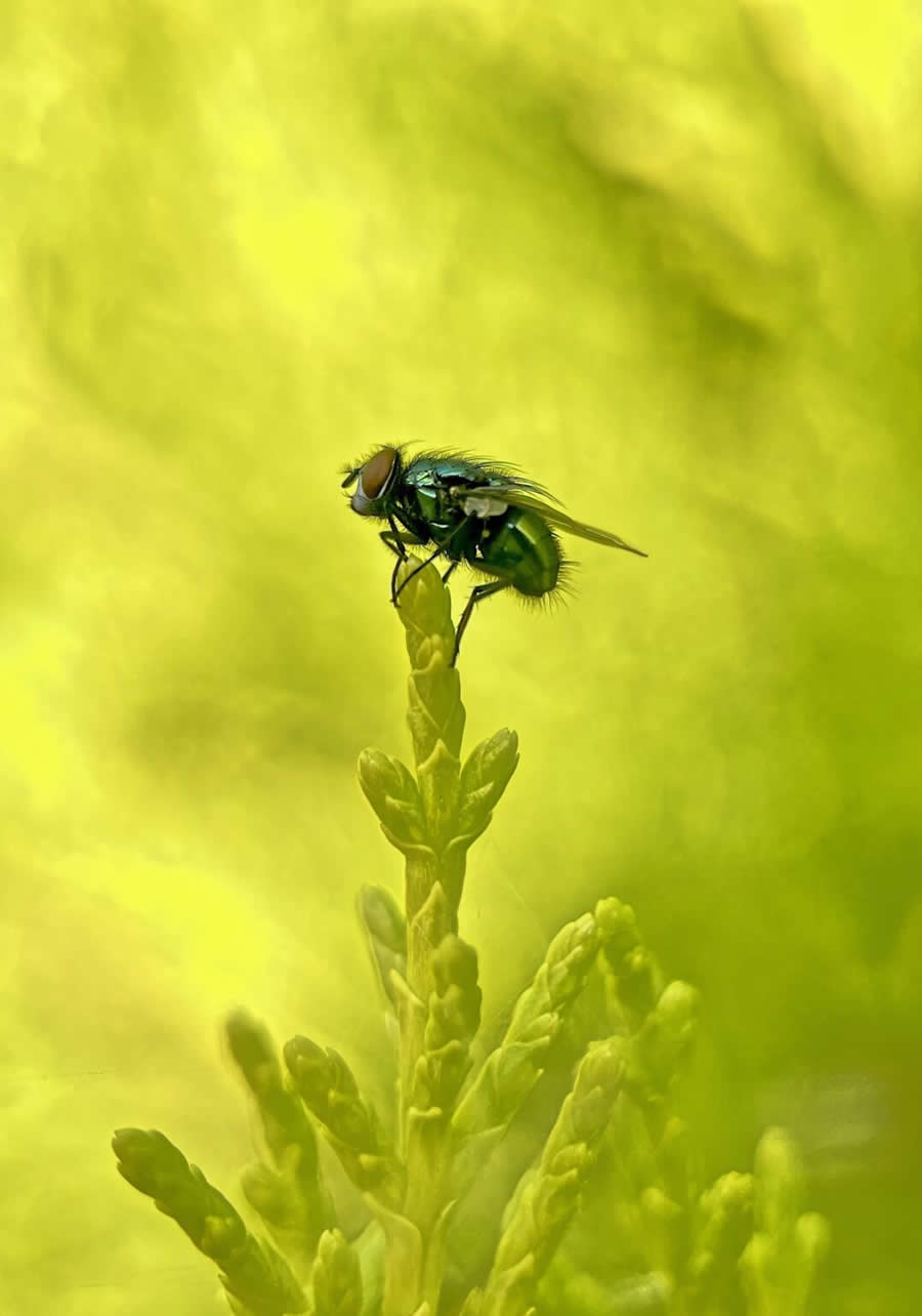 2024 Royal Entomological Society Photography Contest Winners