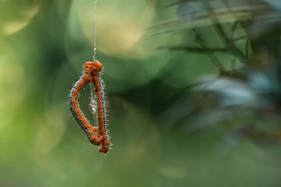 2024 Royal Entomological Society Photography Contest Winners