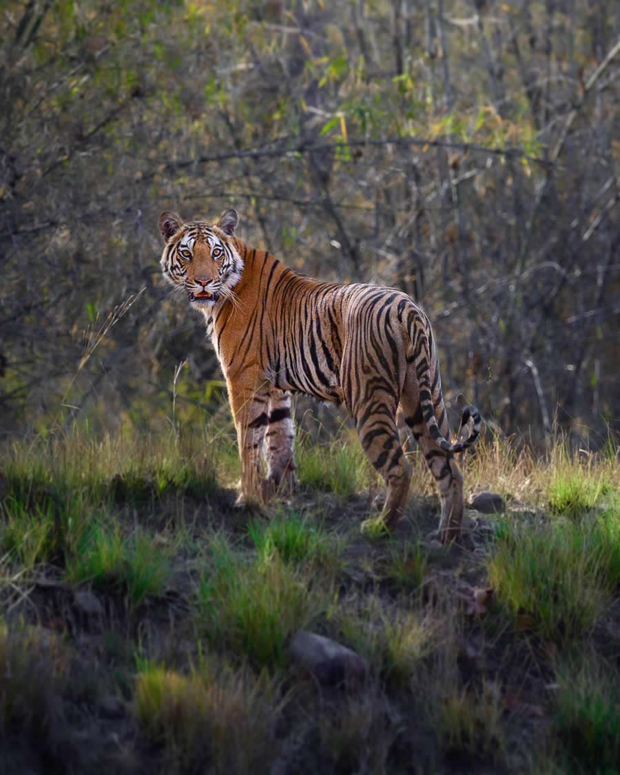 Indian Wildlife Photography by Sadha Sayed