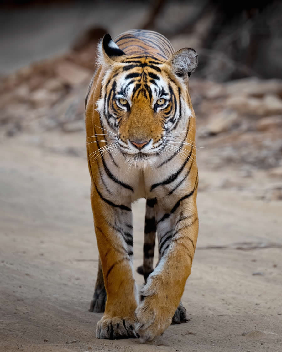 Indian Wildlife Photography by Sadha Sayed