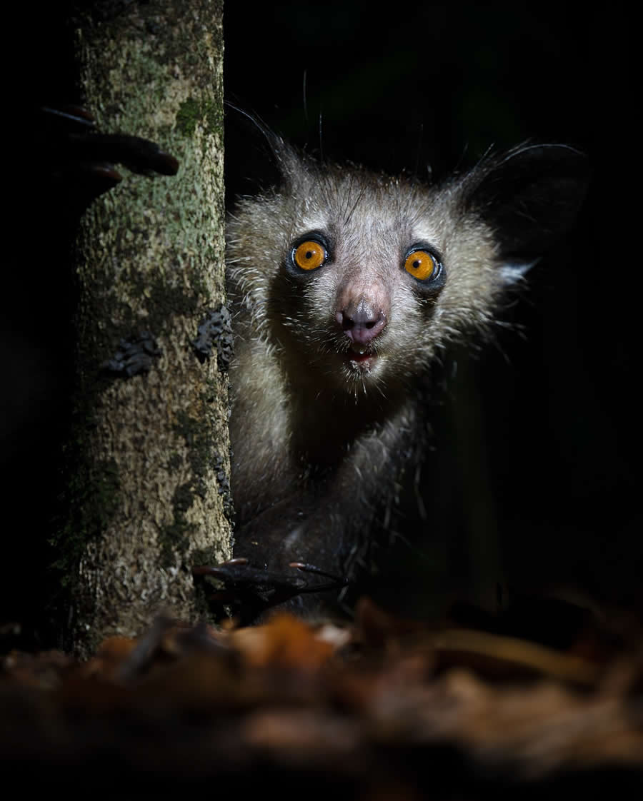 Indian Wildlife Photography by Sadha Sayed