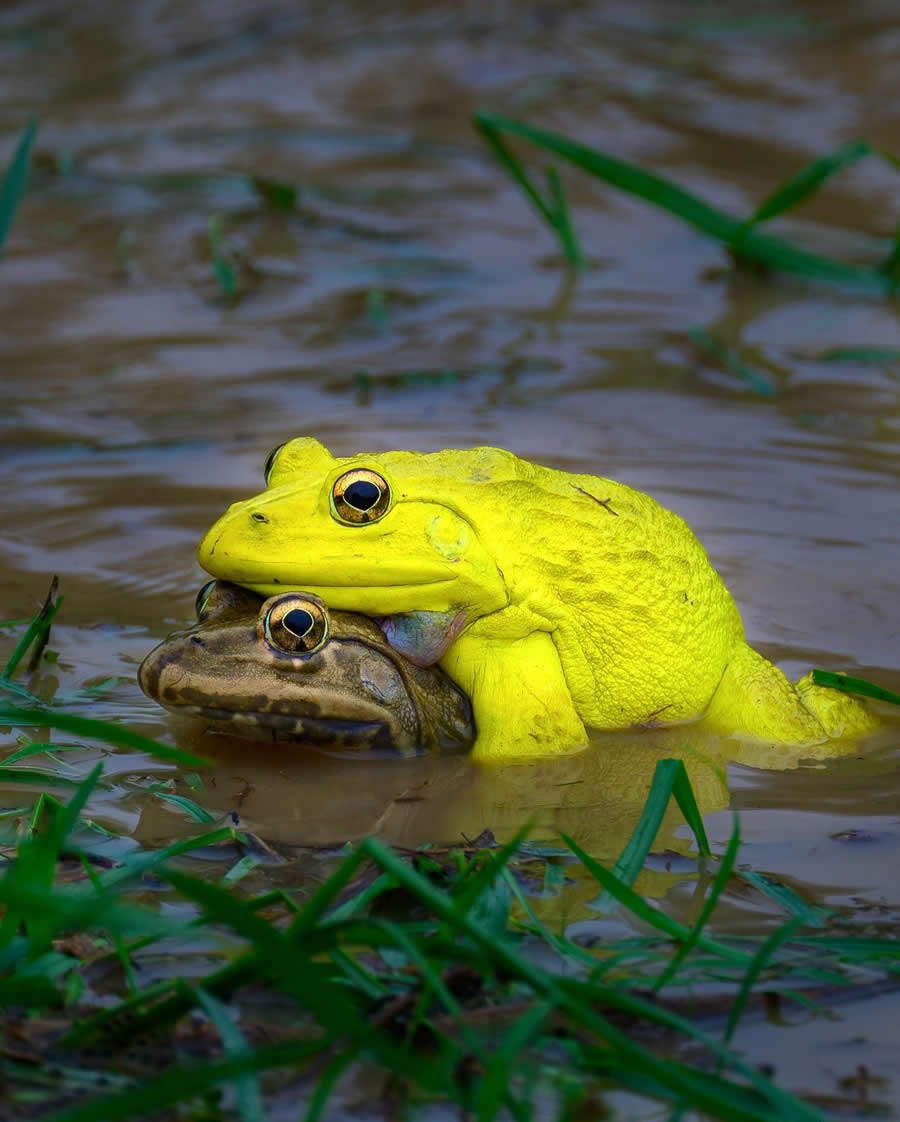 Indian Wildlife Photography by Sadha Sayed