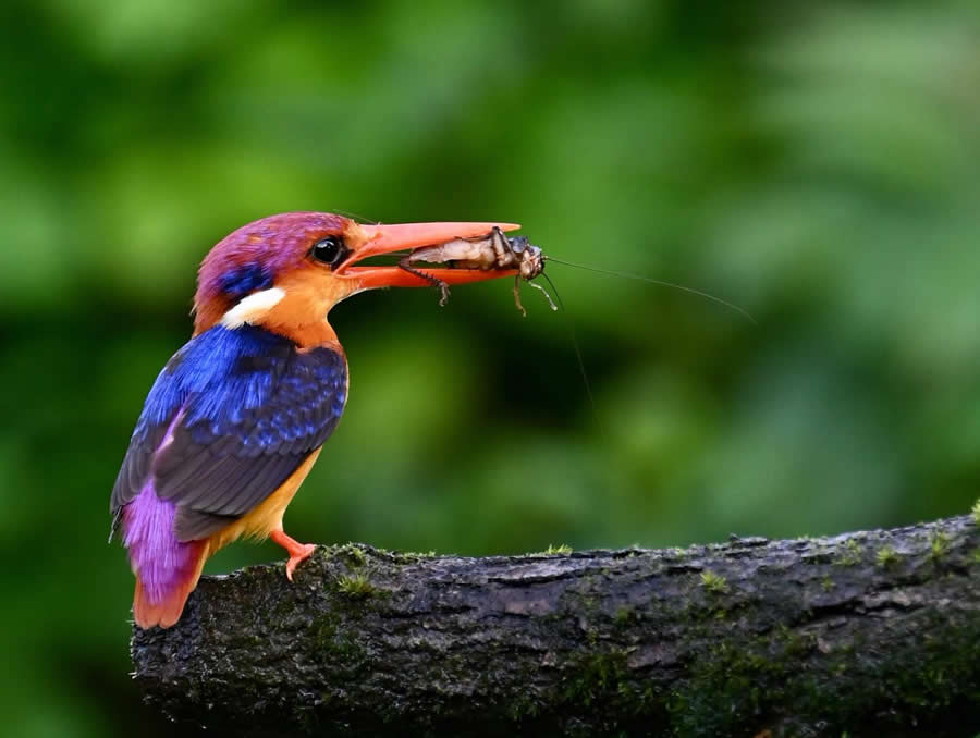 Indian Wildlife Photography by Sadha Sayed