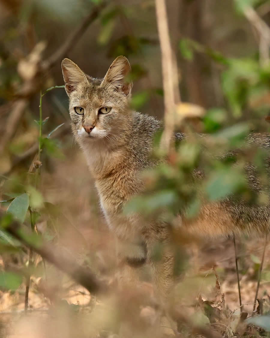 Indian Wildlife Photography by Sadha Sayed