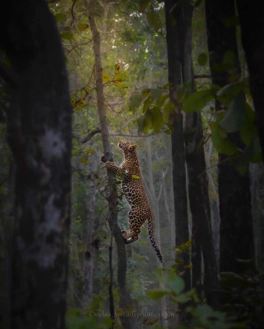 Indian Wildlife Photography by Sadha Sayed