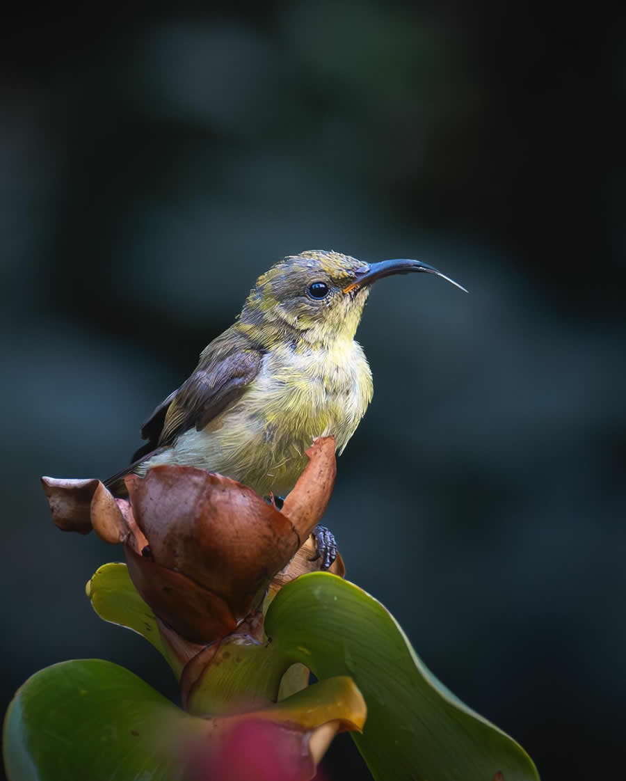 Indian Wildlife Photography by Sadha Sayed