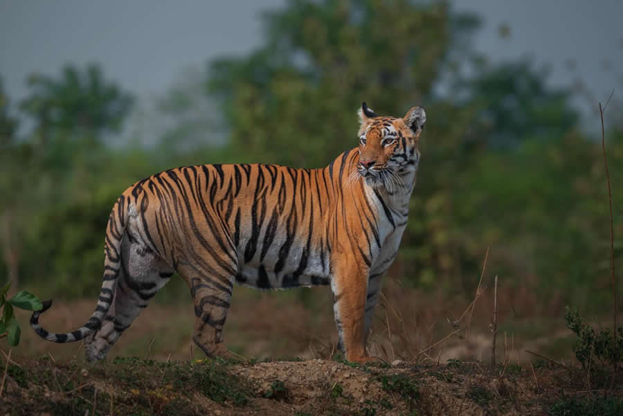 Indian Wildlife Photography by Sadha Sayed