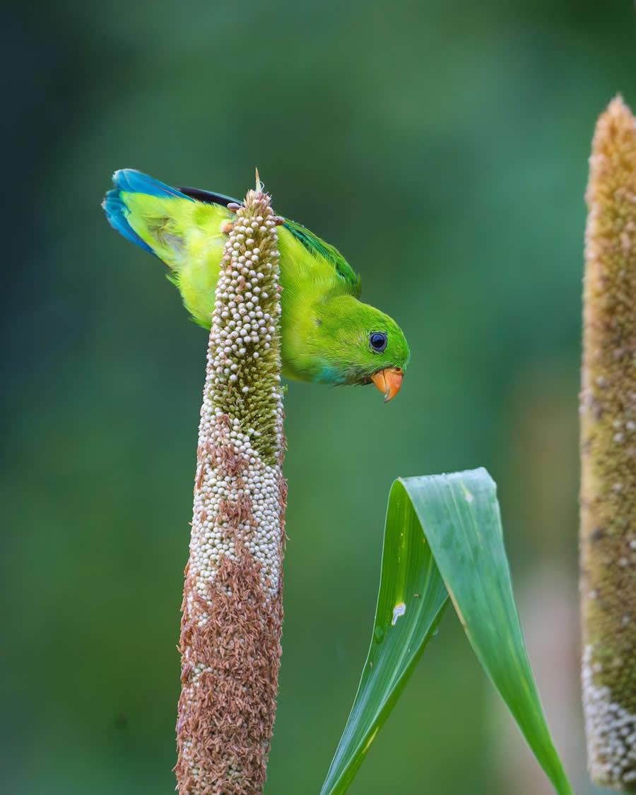 Indian Wildlife Photography by Sadha Sayed