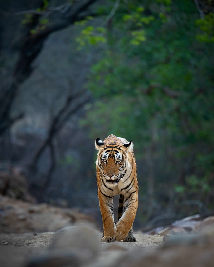 Indian Wildlife Photography by Sadha Sayed