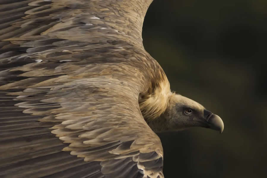 Natural World Smithsonian Magazine Award Winners