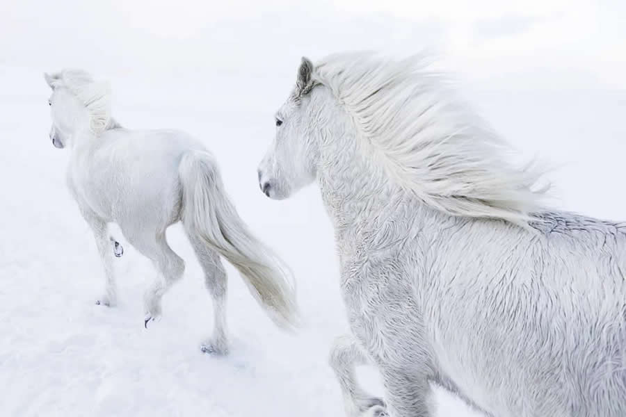 Natural World Smithsonian Magazine Award Winners