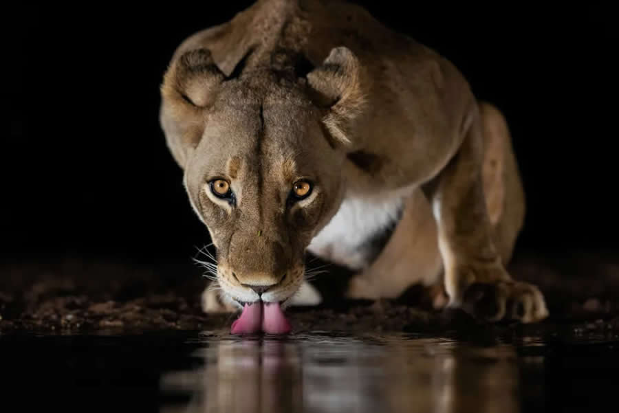 Natural World Smithsonian Magazine Award Winners