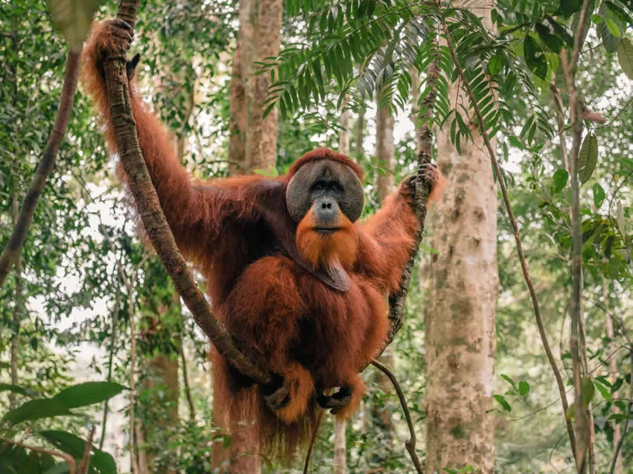 Natural World Smithsonian Magazine Award Winners