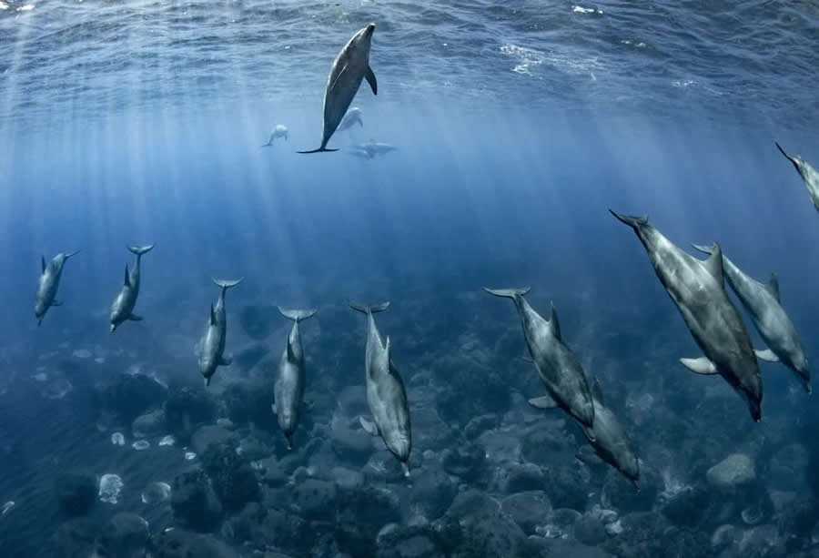 Natural World Smithsonian Magazine Award Winners