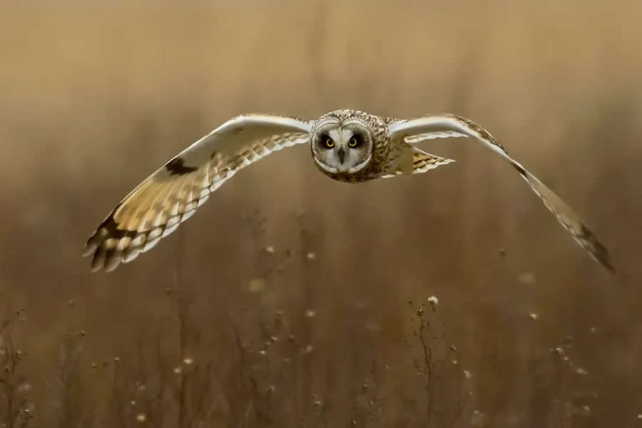 Natural World Smithsonian Magazine Award Winners