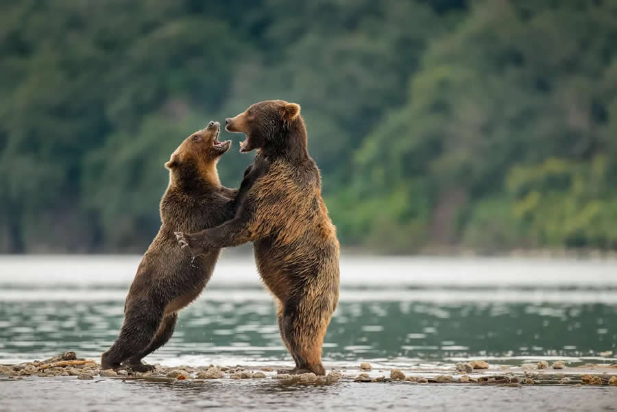 Natural World Smithsonian Magazine Award Winners