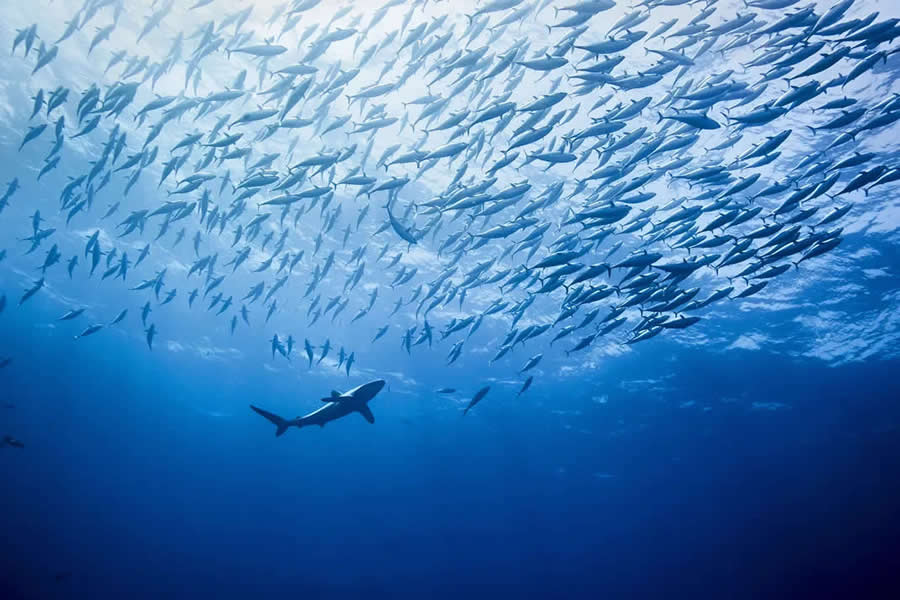 Natural World Smithsonian Magazine Award Winners