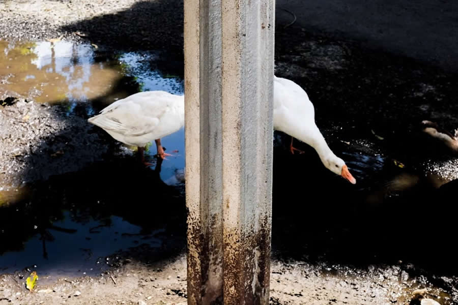 Street Photography by Subrata Dey