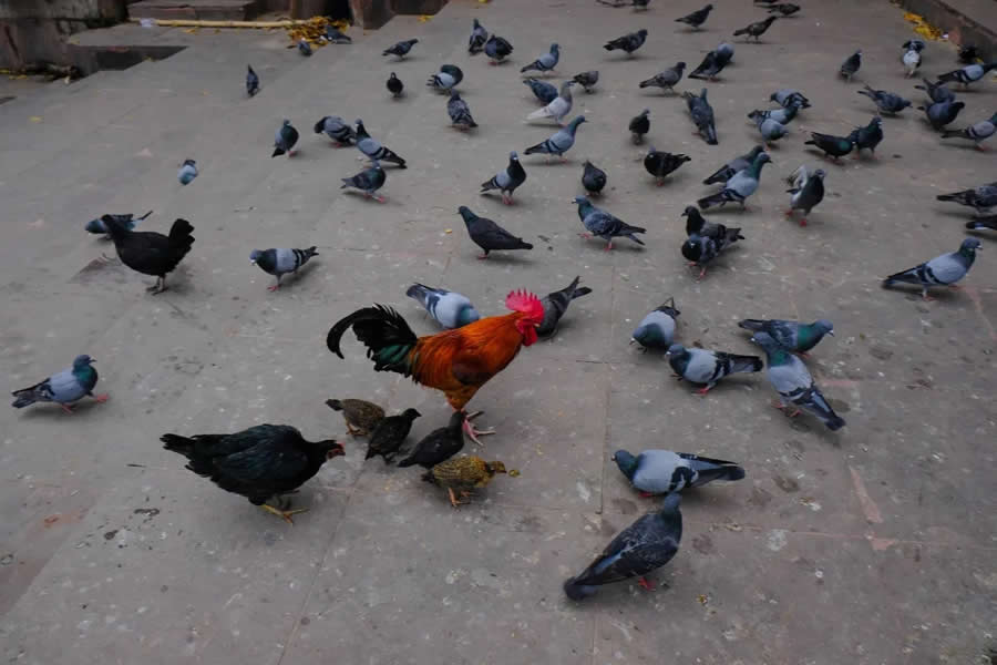 Street Photography by Subrata Dey