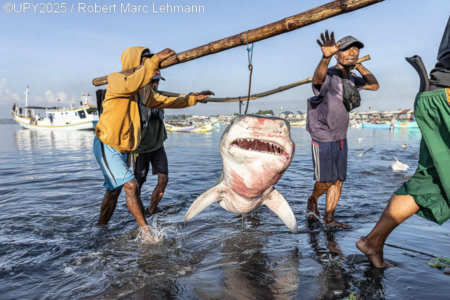 2025 Underwater Photographer of the Year Winners