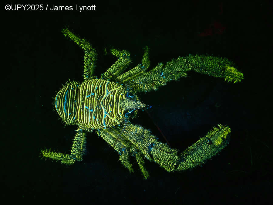 2025 Underwater Photographer of the Year Winners