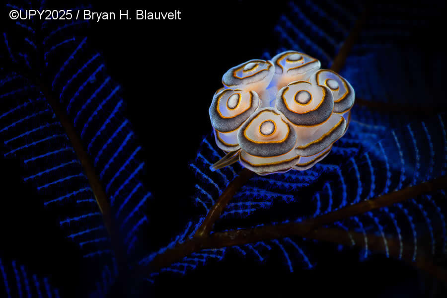 2025 Underwater Photographer of the Year Winners