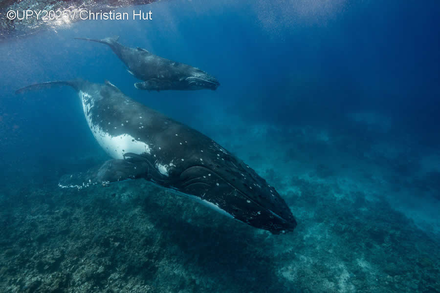 2025 Underwater Photographer of the Year Winners