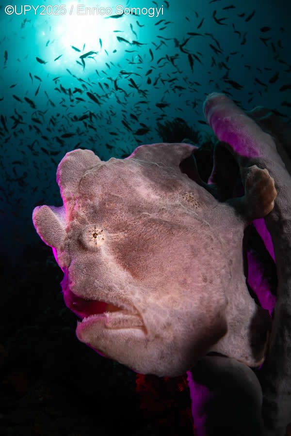 2025 Underwater Photographer of the Year Winners