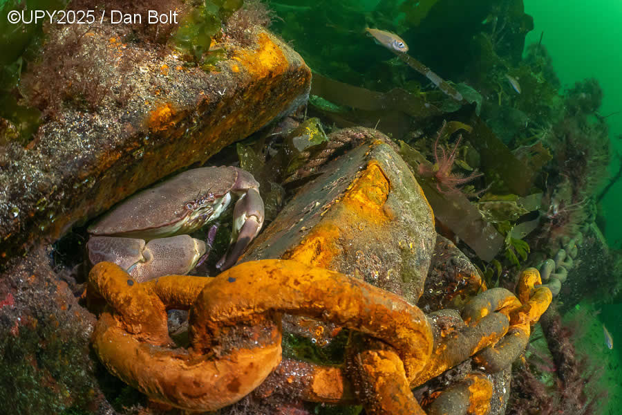 2025 Underwater Photographer of the Year Winners