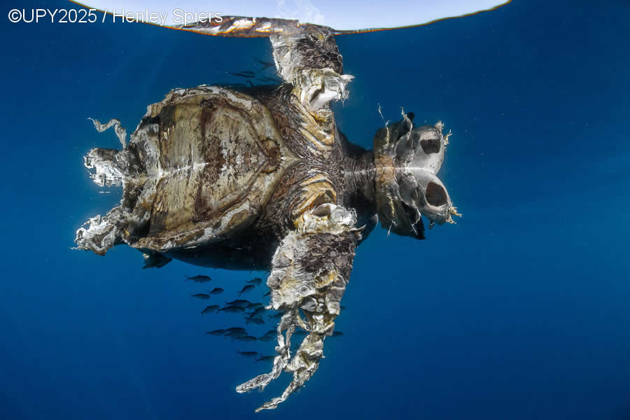 2025 Underwater Photographer of the Year Winners