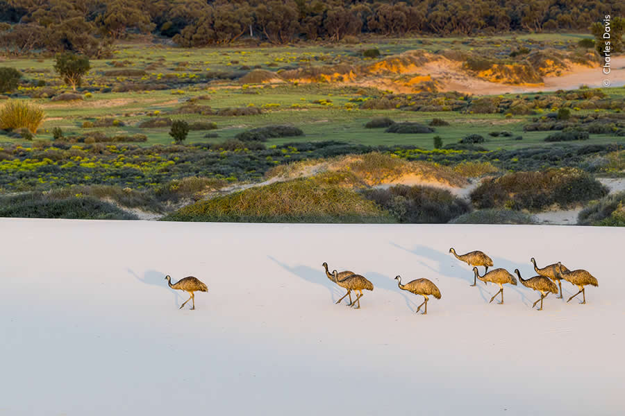 Highly Commended Photos From The Wildlife Photographer of the Year 