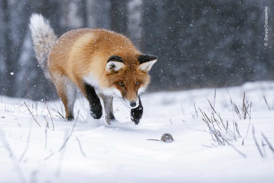 Highly Commended Photos From The Wildlife Photographer of the Year 