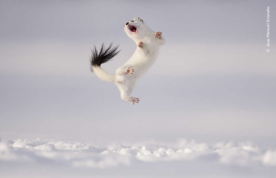 Highly Commended Photos From The Wildlife Photographer of the Year 