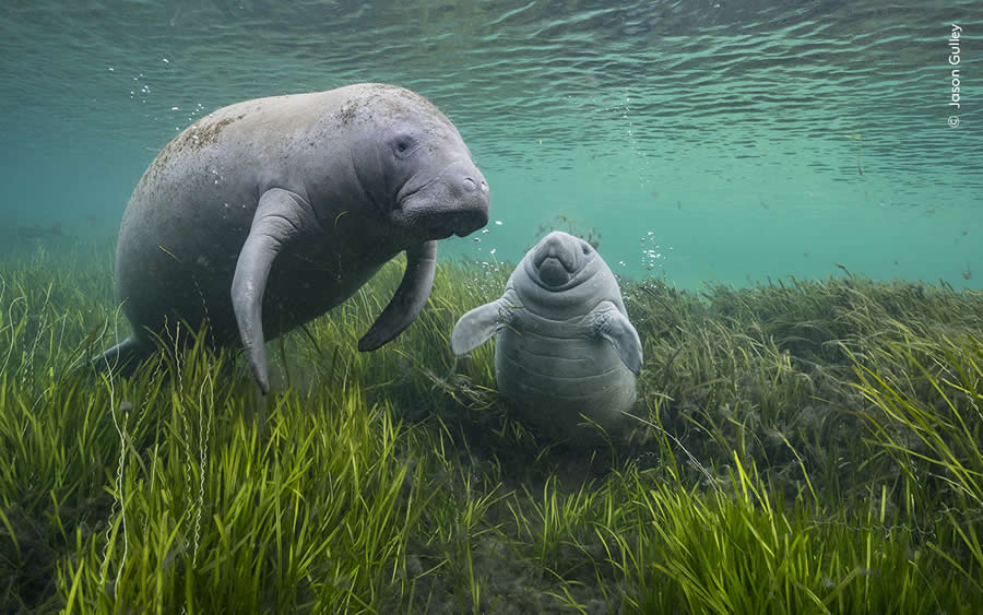 Highly Commended Photos From The Wildlife Photographer of the Year 