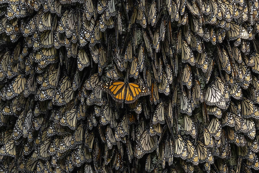 Highly Commended Photos From The Wildlife Photographer of the Year 