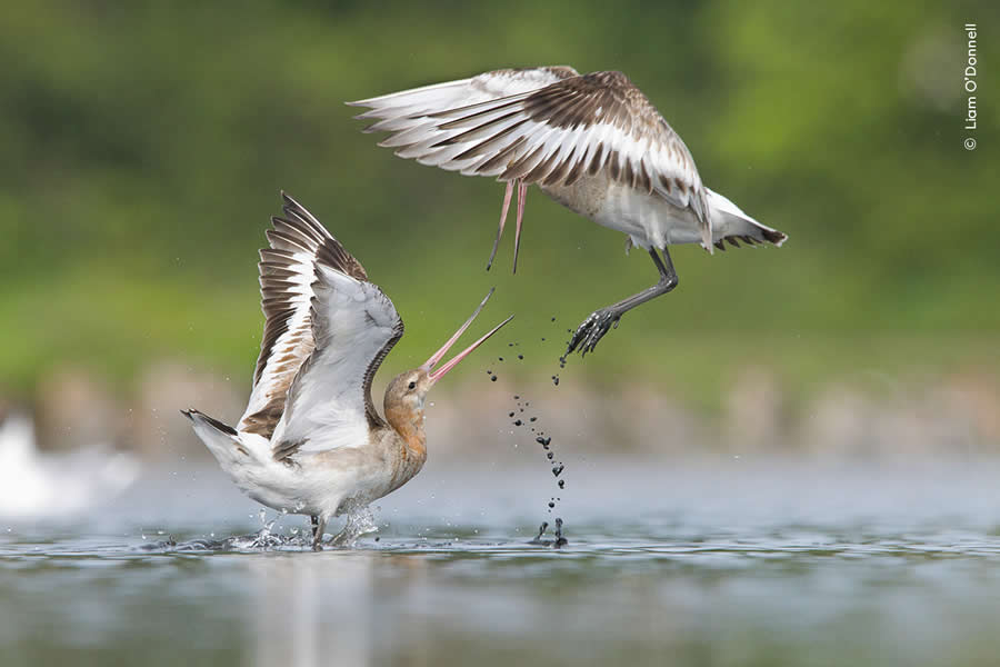 Highly Commended Photos From The Wildlife Photographer of the Year 