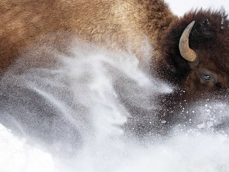 Highly Commended Photos From The Wildlife Photographer of the Year 