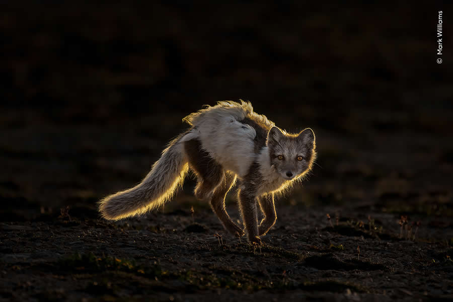 Highly Commended Photos From The Wildlife Photographer of the Year 