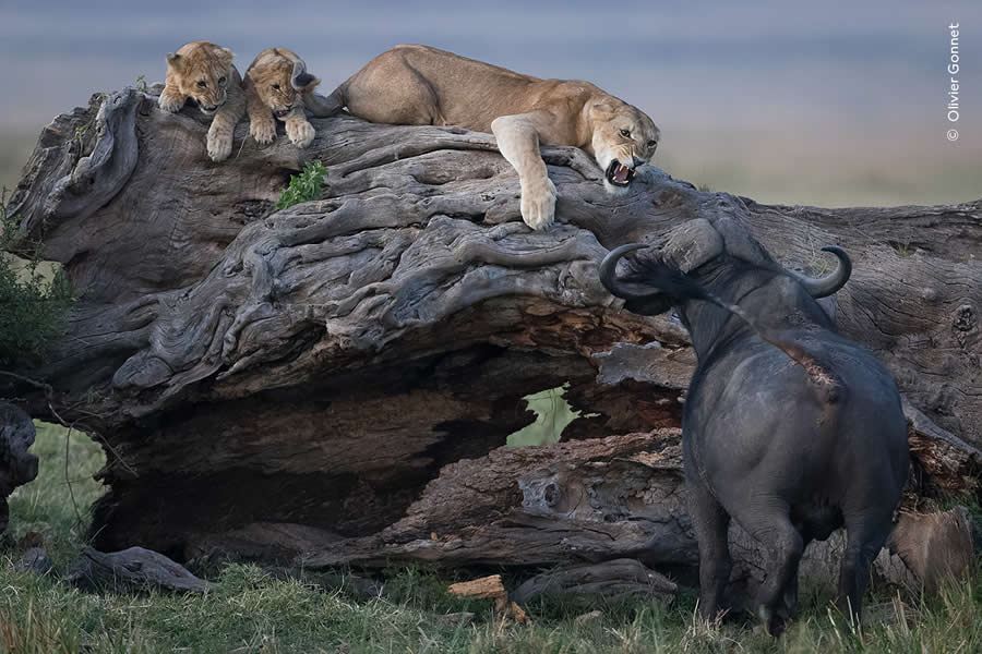 Highly Commended Photos From The Wildlife Photographer of the Year 