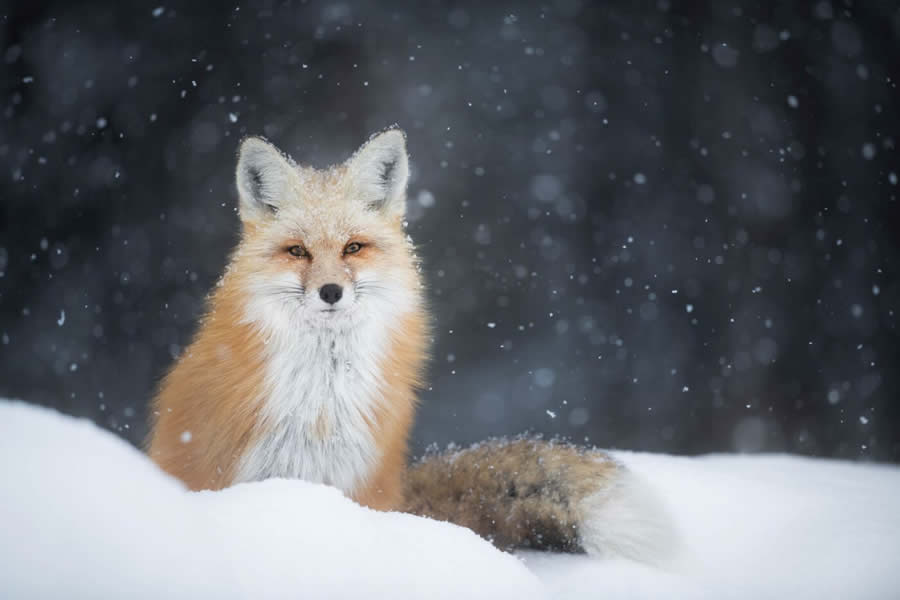 Wildlife Photography Jackson Hole Wyoming by Isaac Spotts