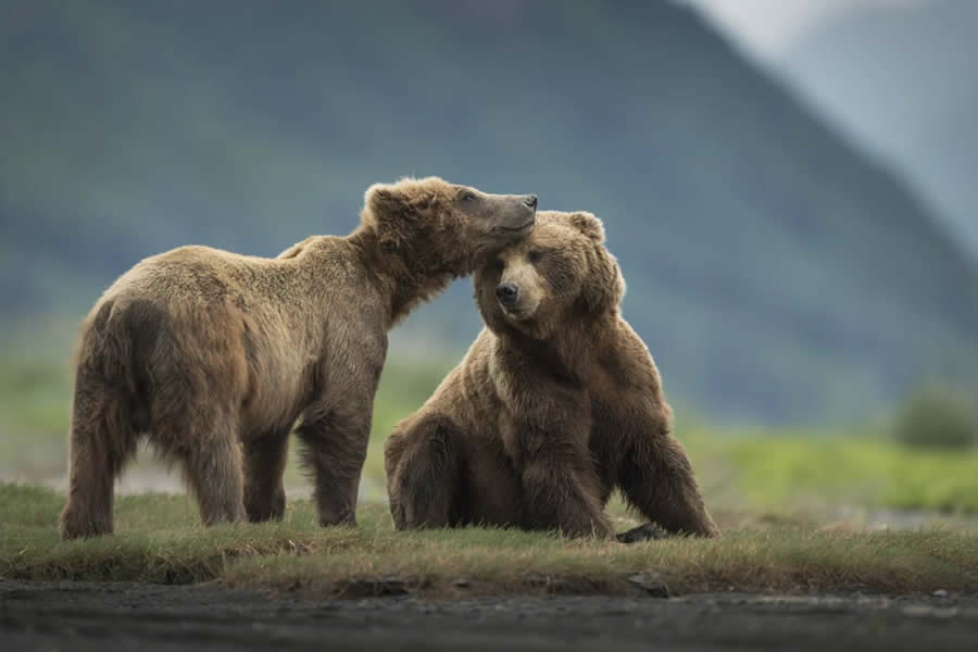 Wildlife Photography Jackson Hole Wyoming by Isaac Spotts