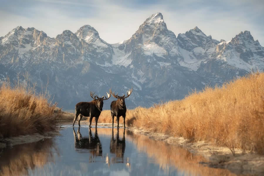 Wildlife Photography Jackson Hole Wyoming by Isaac Spotts