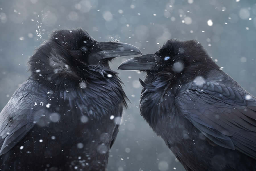 Wildlife Photography Jackson Hole Wyoming by Isaac Spotts