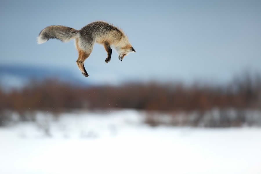 Wildlife Photography Jackson Hole Wyoming by Isaac Spotts