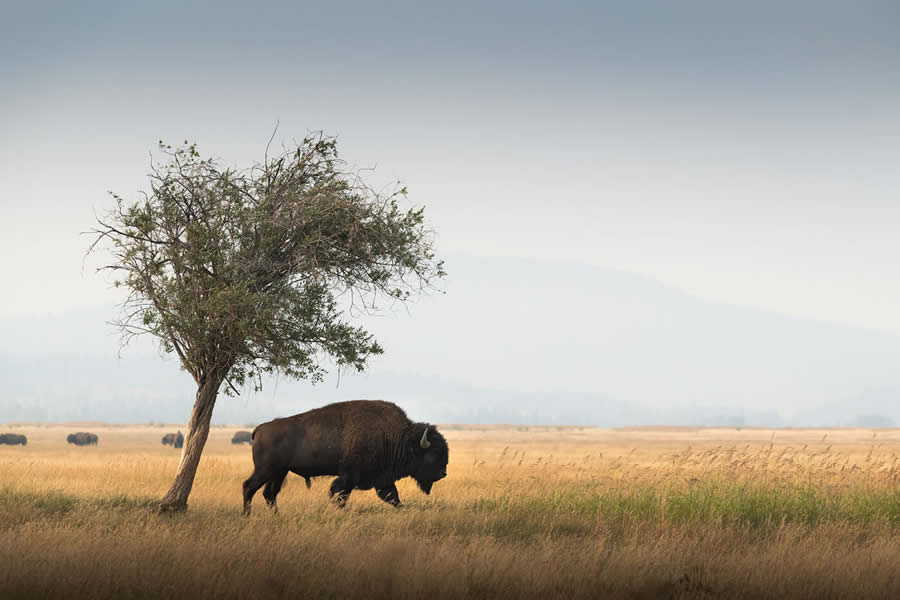 Wildlife Photography Jackson Hole Wyoming by Isaac Spotts