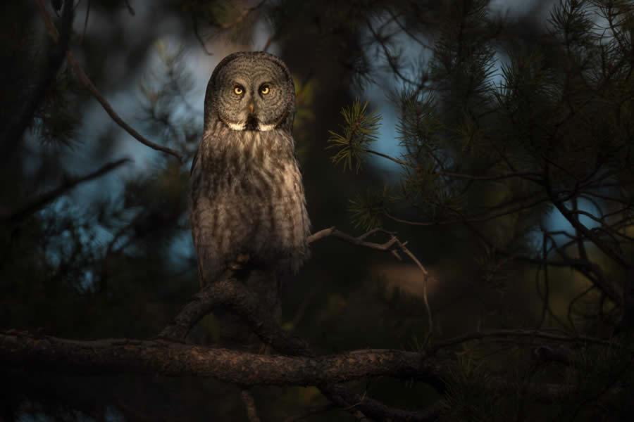 Wildlife Photography Jackson Hole Wyoming by Isaac Spotts