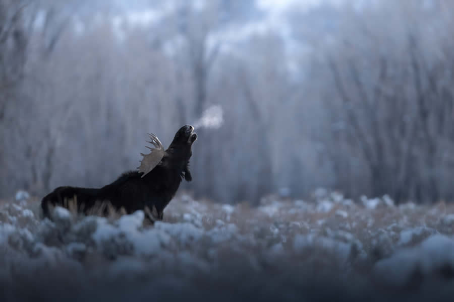 Wildlife Photography Jackson Hole Wyoming by Isaac Spotts