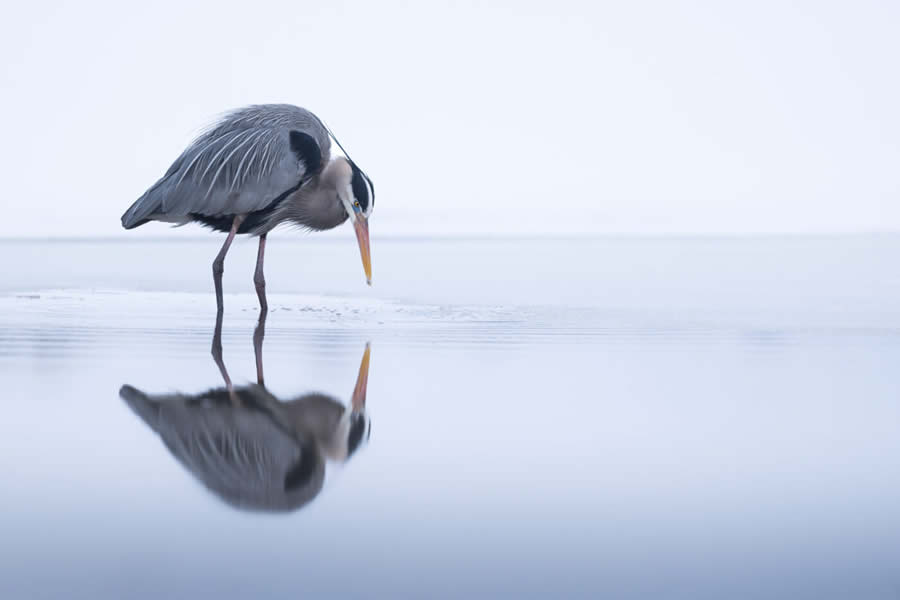 Wildlife Photography Jackson Hole Wyoming by Isaac Spotts